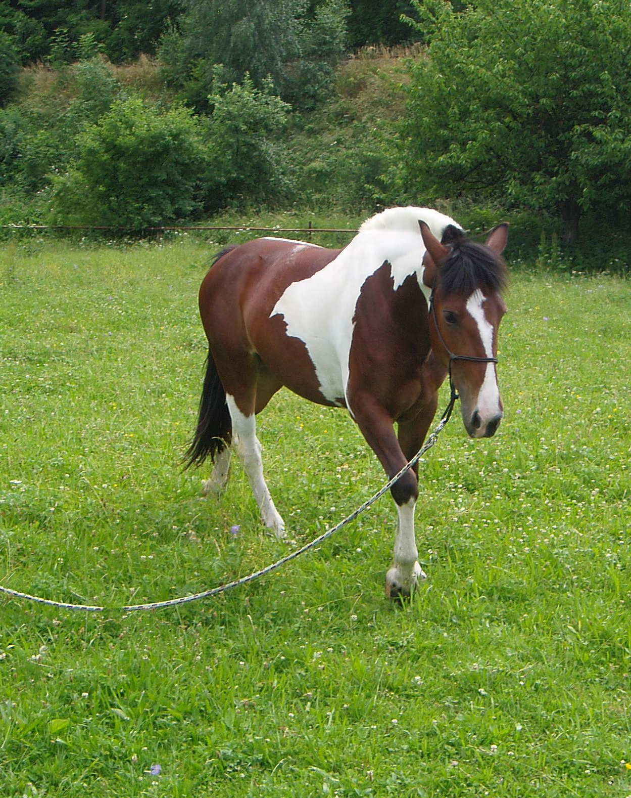 Fešanda